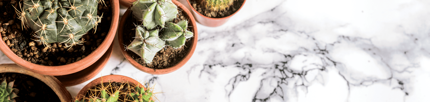 Sweet Succulents