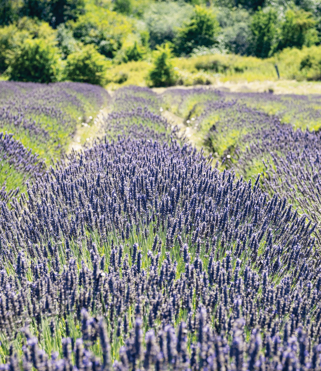 A Whale of a Time #7