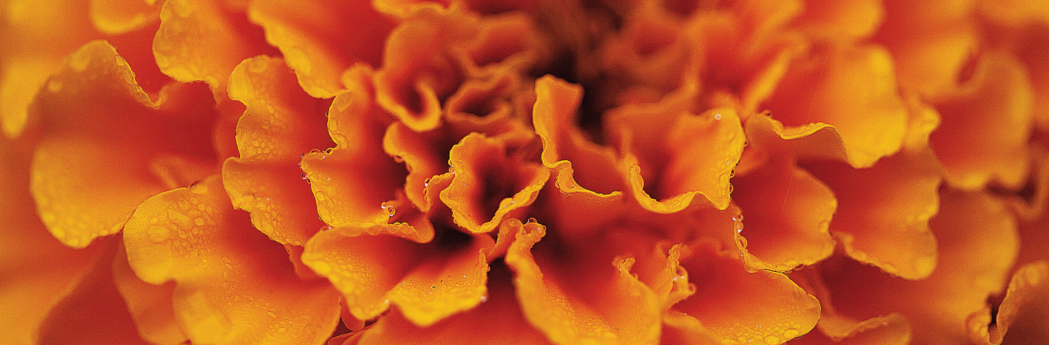 Garden Gold
